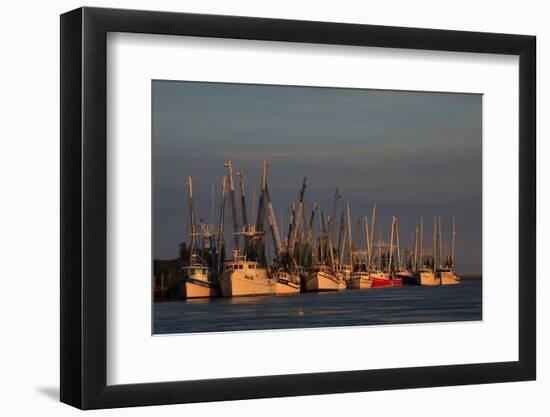 USA, Florida, Darien, Shrimp Boats Docked at Darien Ga-Joanne Wells-Framed Photographic Print