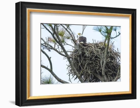 USA, Florida, Daytona, Bald Eagle on Nest-Jim Engelbrecht-Framed Photographic Print