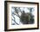 USA, Florida, Daytona, Bald Eagle on Nest-Jim Engelbrecht-Framed Photographic Print