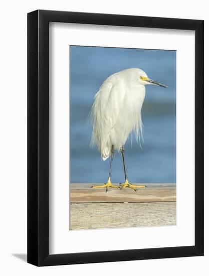 USA, Florida, Daytona Beach, Snowy Egret-Jim Engelbrecht-Framed Photographic Print