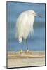 USA, Florida, Daytona Beach, Snowy Egret-Jim Engelbrecht-Mounted Photographic Print