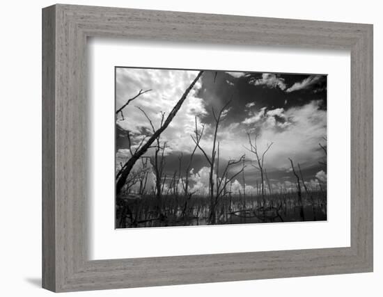 USA, Florida, Dead Mangroves-Connie Bransilver-Framed Photographic Print