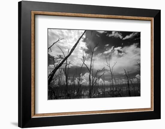 USA, Florida, Dead Mangroves-Connie Bransilver-Framed Photographic Print