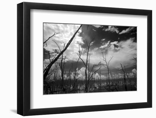 USA, Florida, Dead Mangroves-Connie Bransilver-Framed Photographic Print