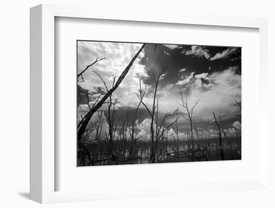 USA, Florida, Dead Mangroves-Connie Bransilver-Framed Photographic Print