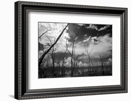 USA, Florida, Dead Mangroves-Connie Bransilver-Framed Photographic Print