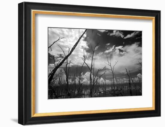 USA, Florida, Dead Mangroves-Connie Bransilver-Framed Photographic Print