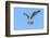 USA, Florida, Edgewater, Osprey Flying-Jim Engelbrecht-Framed Photographic Print
