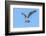 USA, Florida, Edgewater, Osprey Flying-Jim Engelbrecht-Framed Photographic Print