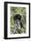 USA, Florida, Everglades National Park. A preening anhinga.-Wendy Kaveney-Framed Photographic Print