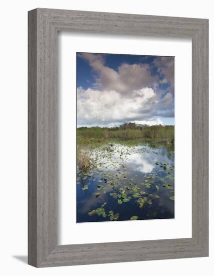 USA, Florida, Everglades, Swamp View from the Anhinga Trail-Walter Bibikow-Framed Photographic Print