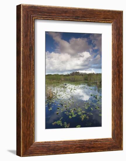 USA, Florida, Everglades, Swamp View from the Anhinga Trail-Walter Bibikow-Framed Photographic Print