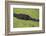 USA, Florida, Fakahatchee Strand Preserve State Park Alligator.-Connie Bransilver-Framed Photographic Print