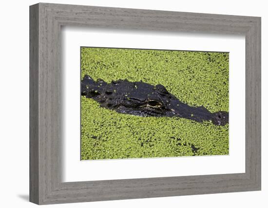 USA, Florida, Fakahatchee Strand Preserve State Park Alligator.-Connie Bransilver-Framed Photographic Print