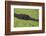 USA, Florida, Fakahatchee Strand Preserve State Park Alligator.-Connie Bransilver-Framed Photographic Print