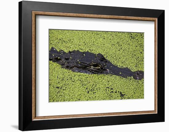 USA, Florida, Fakahatchee Strand Preserve State Park Alligator.-Connie Bransilver-Framed Photographic Print