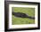 USA, Florida, Fakahatchee Strand Preserve State Park Alligator.-Connie Bransilver-Framed Photographic Print