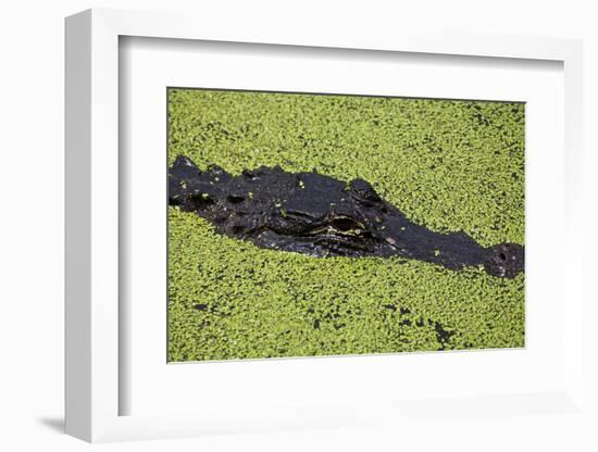 USA, Florida, Fakahatchee Strand Preserve State Park Alligator.-Connie Bransilver-Framed Photographic Print