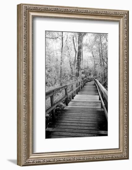 USA, Florida, Fakahatchee Strand Preserve State Park, Big Bend Board Walk. Infrared-Connie Bransilver-Framed Photographic Print