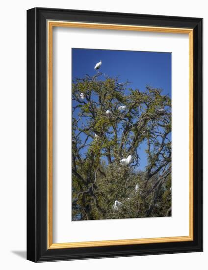 USA, Florida. Great Egret nesting in a tree with a wood stork standing at the top.-Margaret Gaines-Framed Photographic Print