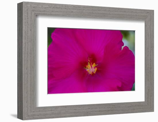 USA, Florida. Hibiscus flower.-Anna Miller-Framed Photographic Print