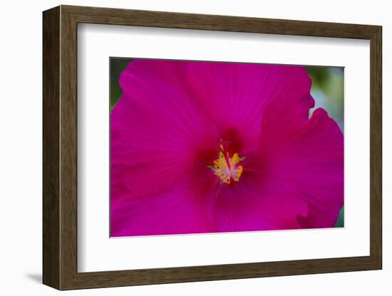 USA, Florida. Hibiscus flower.-Anna Miller-Framed Photographic Print