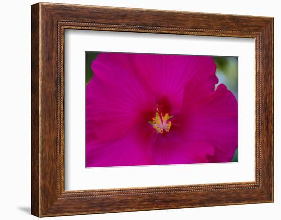 USA, Florida. Hibiscus flower.-Anna Miller-Framed Photographic Print