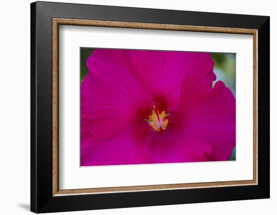 USA, Florida. Hibiscus flower.-Anna Miller-Framed Photographic Print
