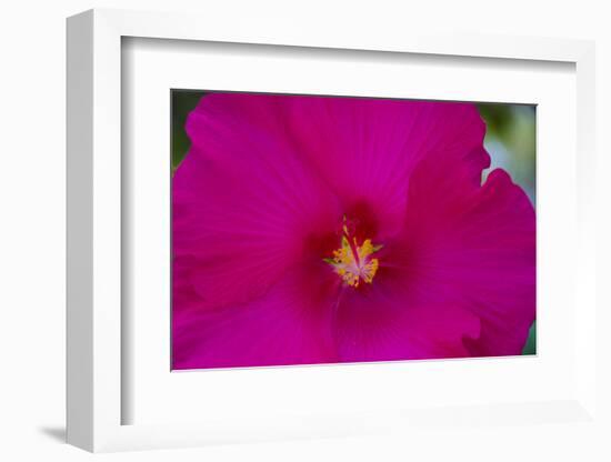 USA, Florida. Hibiscus flower.-Anna Miller-Framed Photographic Print