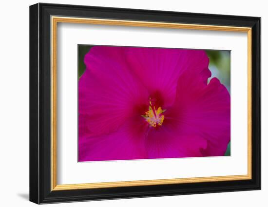 USA, Florida. Hibiscus flower.-Anna Miller-Framed Photographic Print
