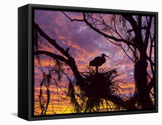 USA, Florida. Ibis on Nest at Sunset-Jaynes Gallery-Framed Premier Image Canvas