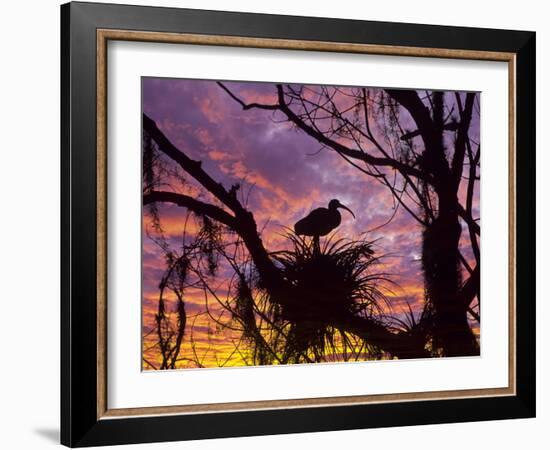 USA, Florida. Ibis on Nest at Sunset-Jaynes Gallery-Framed Photographic Print