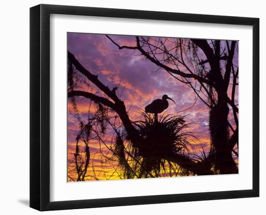 USA, Florida. Ibis on Nest at Sunset-Jaynes Gallery-Framed Photographic Print