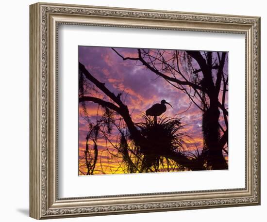 USA, Florida. Ibis on Nest at Sunset-Jaynes Gallery-Framed Photographic Print