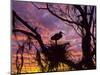 USA, Florida. Ibis on Nest at Sunset-Jaynes Gallery-Mounted Photographic Print