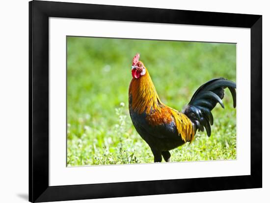 USA, Florida, Immokalee, domestic Black Copper Marans-Bernard Friel-Framed Photographic Print