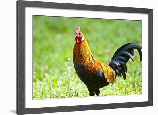 USA, Florida, Immokalee, domestic Black Copper Marans-Bernard Friel-Framed Photographic Print