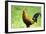 USA, Florida, Immokalee, domestic Black Copper Marans-Bernard Friel-Framed Photographic Print