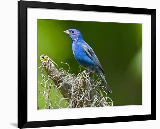 USA, Florida, Immokalee, Indigo Bunting-Bernard Friel-Framed Photographic Print