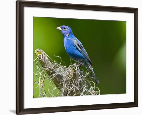 USA, Florida, Immokalee, Indigo Bunting-Bernard Friel-Framed Photographic Print