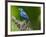 USA, Florida, Immokalee, Indigo Bunting-Bernard Friel-Framed Photographic Print