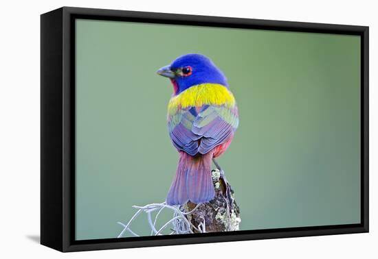 USA, Florida, Immokalee, Male Painted Bunting Perched on Branch-Bernard Friel-Framed Premier Image Canvas