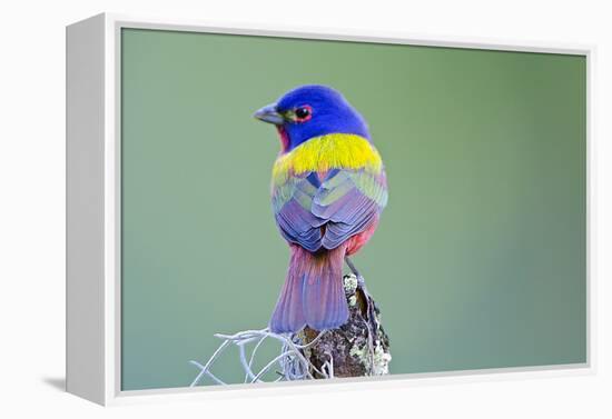 USA, Florida, Immokalee, Male Painted Bunting Perched on Branch-Bernard Friel-Framed Premier Image Canvas