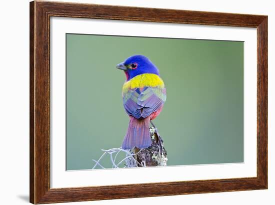 USA, Florida, Immokalee, Male Painted Bunting Perched on Branch-Bernard Friel-Framed Photographic Print