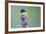 USA, Florida, Immokalee, Male Painted Bunting Perched on Branch-Bernard Friel-Framed Photographic Print