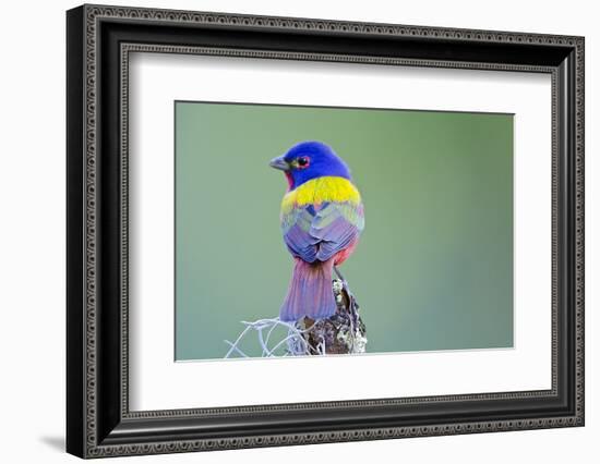 USA, Florida, Immokalee, Male Painted Bunting Perched on Branch-Bernard Friel-Framed Photographic Print