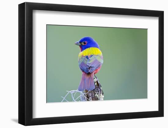 USA, Florida, Immokalee, Male Painted Bunting Perched on Branch-Bernard Friel-Framed Premium Photographic Print