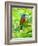 USA, Florida, Immokalee, Painted Bunting-Bernard Friel-Framed Photographic Print