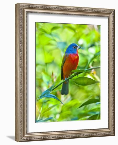 USA, Florida, Immokalee, Painted Bunting-Bernard Friel-Framed Photographic Print