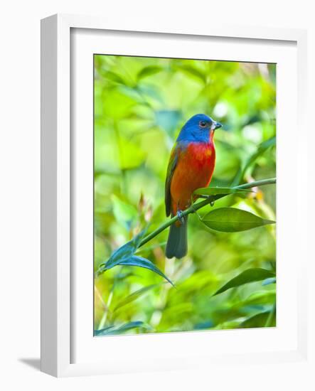 USA, Florida, Immokalee, Painted Bunting-Bernard Friel-Framed Photographic Print